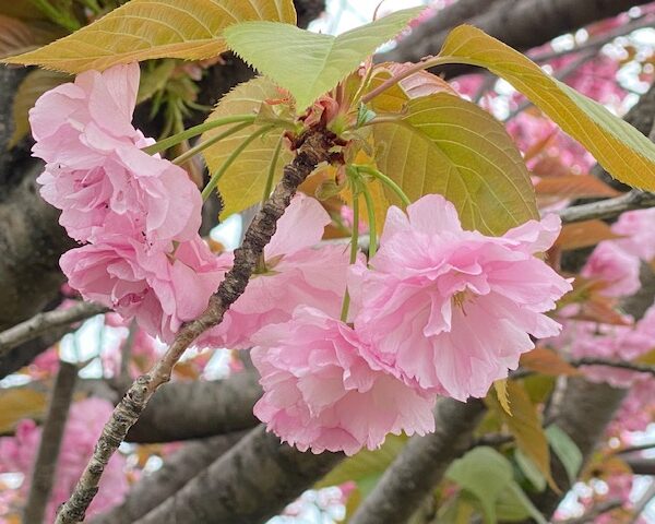 今年は八重桜