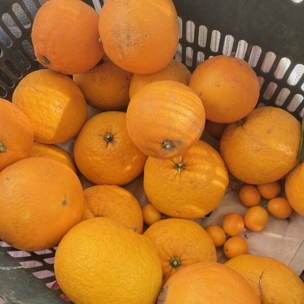 柑橘の季節です