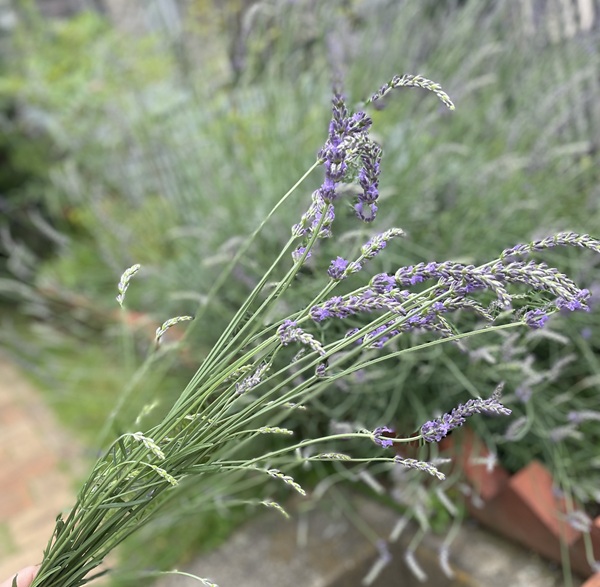 草花が勢いを増すこの時期、梅雨休みを頂きます。