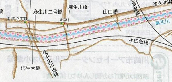 明日さくら販売します！！！