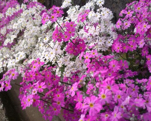 お花見販売