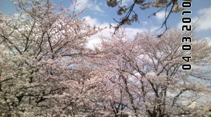 桜満開！