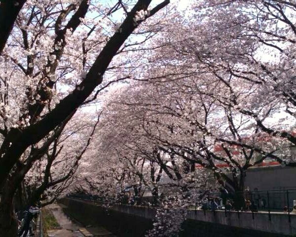 桜販売報告