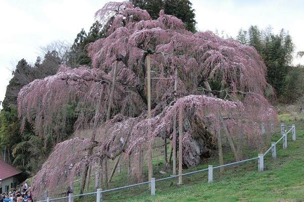 お花見してきました。