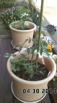 トマトを植えました。
